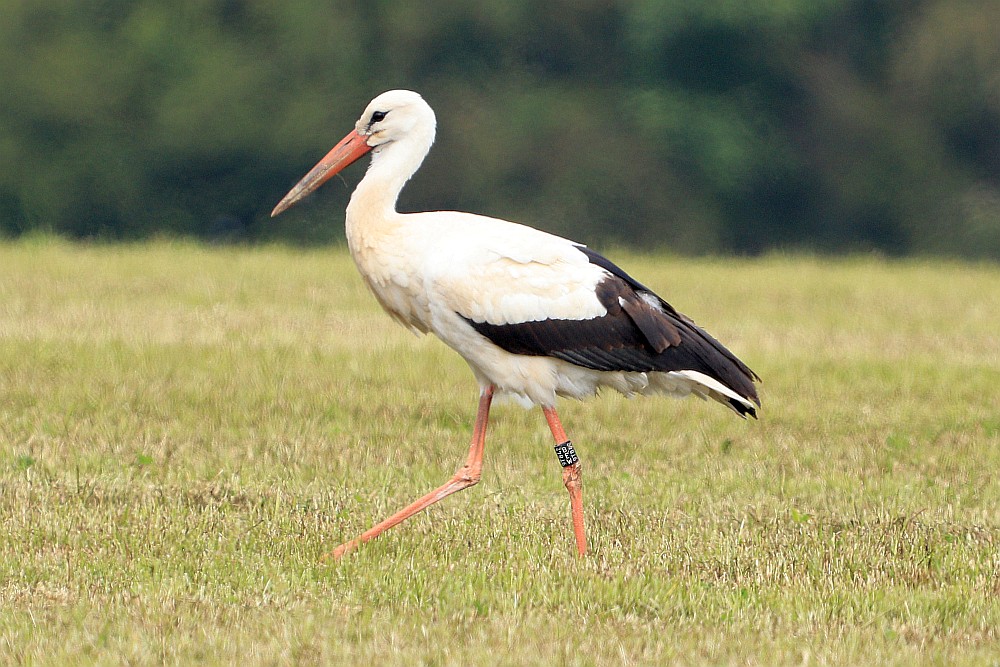 Beringter Weißstorch am16.05.20 Foto: Hartmut Peitsch
