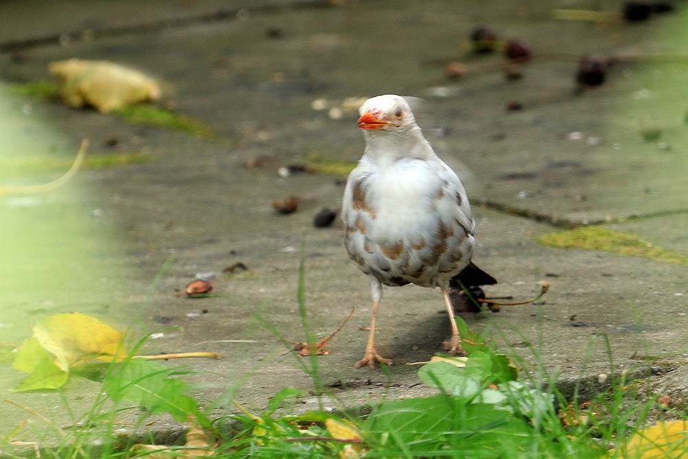 Fehlfarbige Amsel, 30.06.20 Foto: Hartmut Peitsch