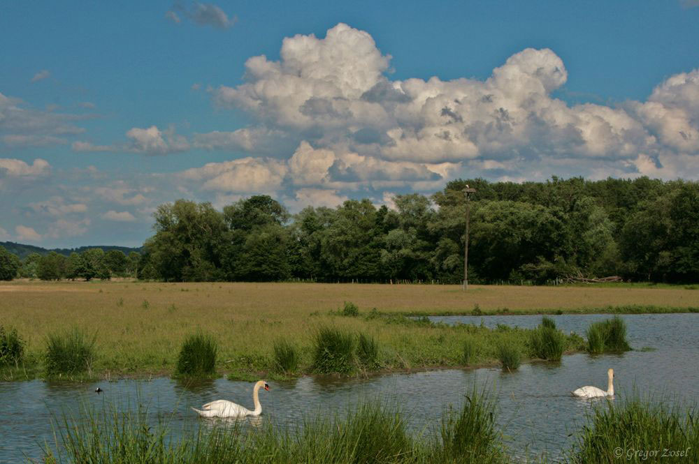 Kiebitzwiese