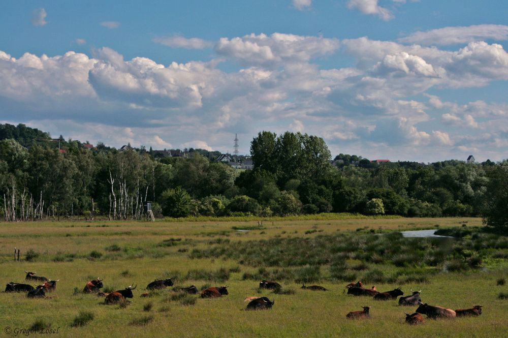 Kiebitzwiese