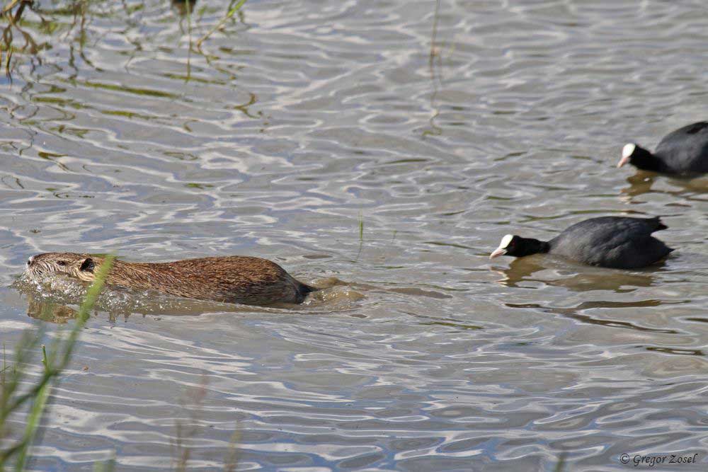Nutria