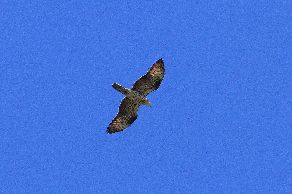 Wespenbussard, 06.06.20 Foto: Hartmut Peitsch