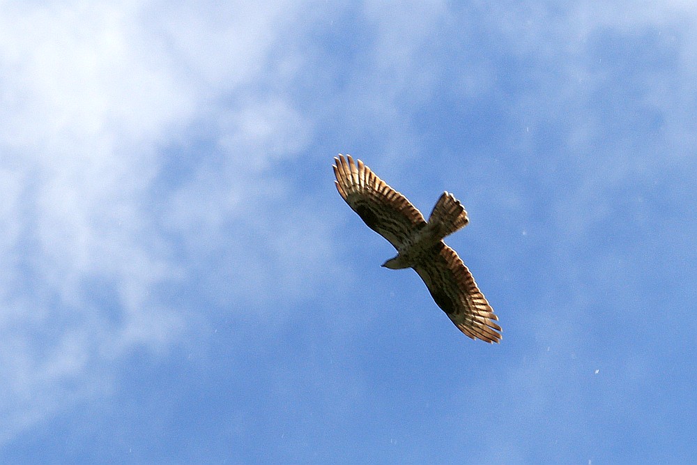 Wespenbussard, 06.06.20 Foto: Hartmut Peitsch