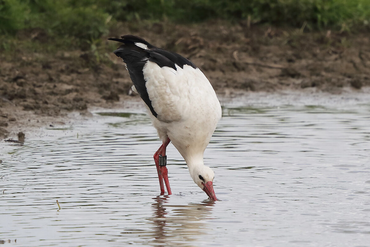 beringter Weißstorch