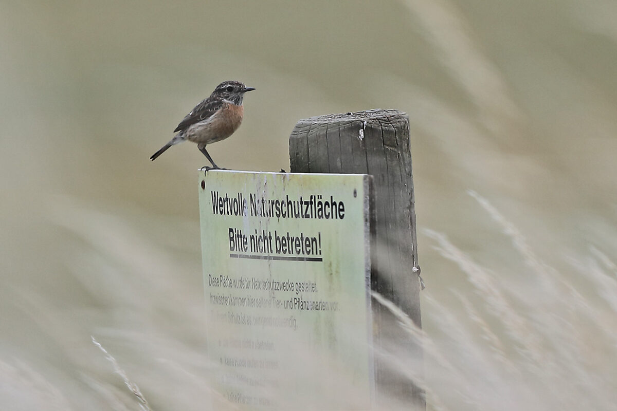 Schwarzkehlchen