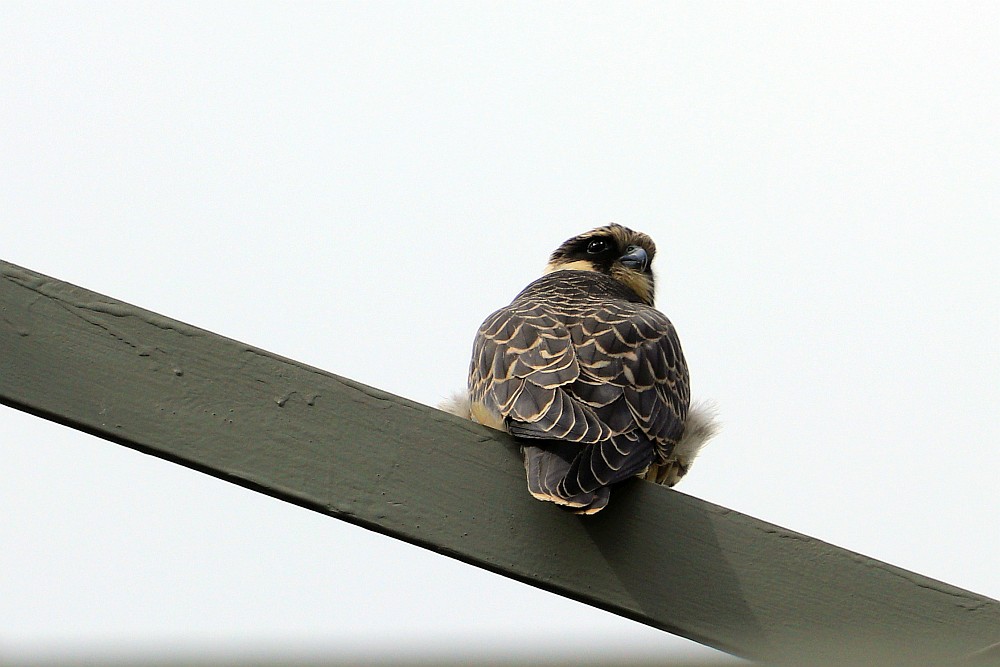 Baumfalke tief entspannt... 20.08.20 Foto: Hartmut Peitsch