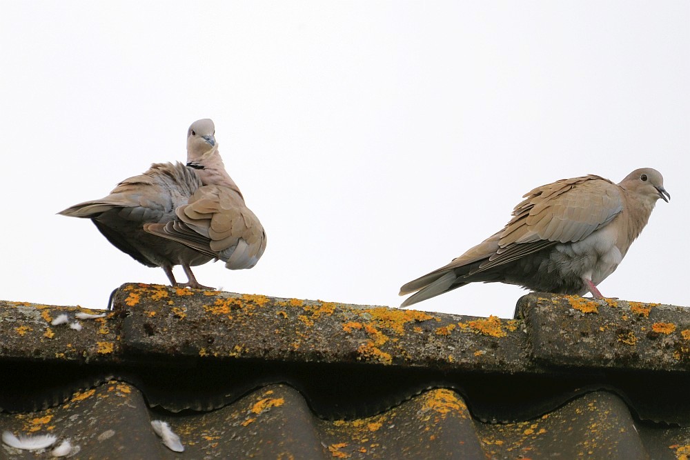 Stark mausernde Türkentauben auf unserem Dach. 23.08.20 Foto: Hartmut Peitsch