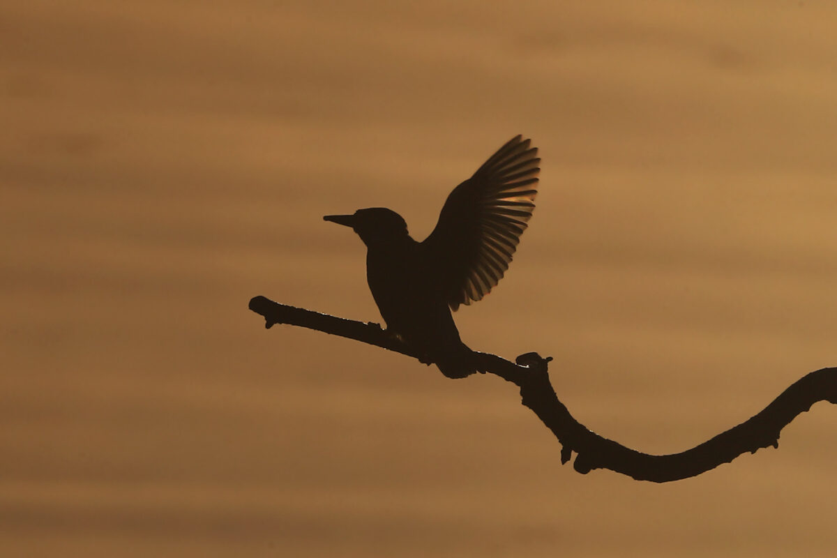 Eisvogel