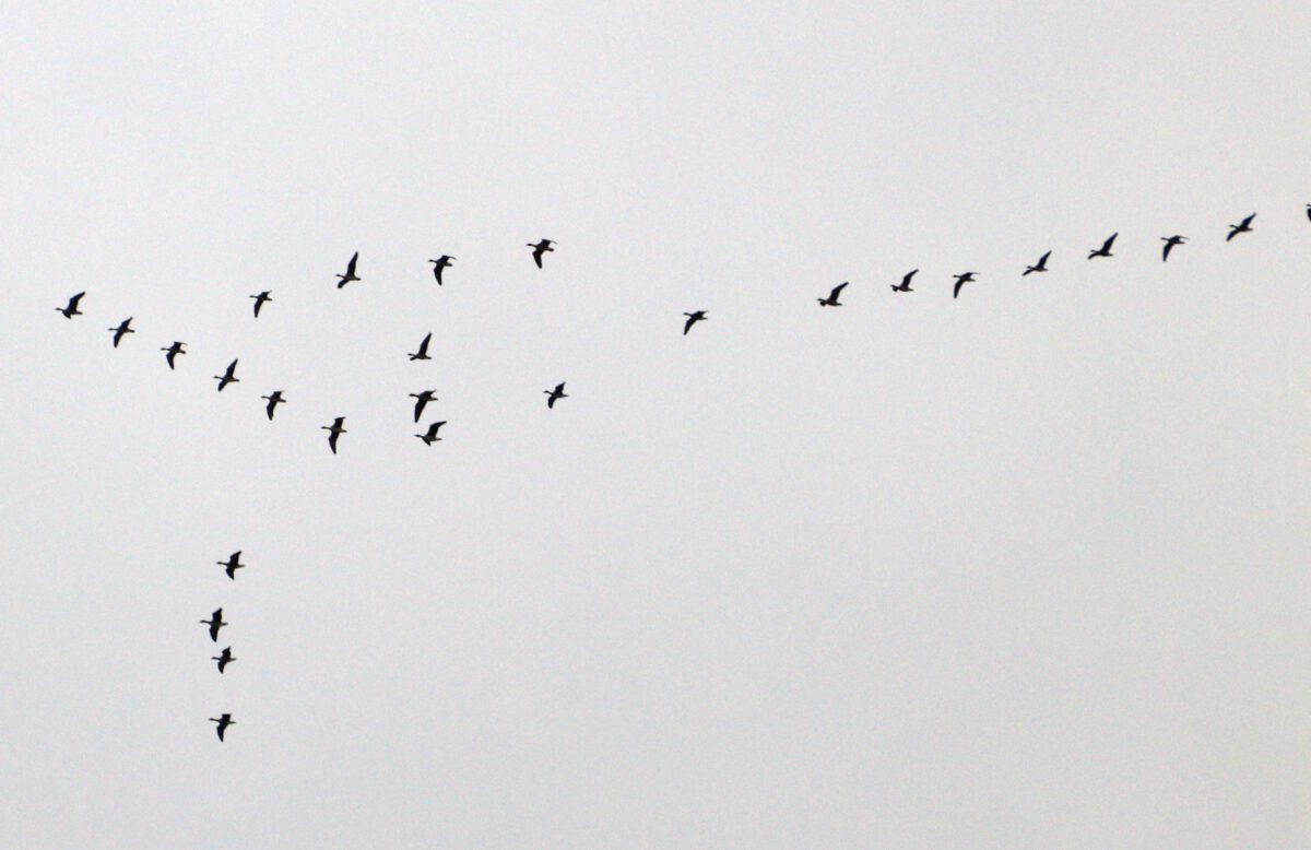 Auch mehrere Gruppen von grauen Gänsen zogen über Bönen. 16.10.20. Foto: Hartmut Peitsch