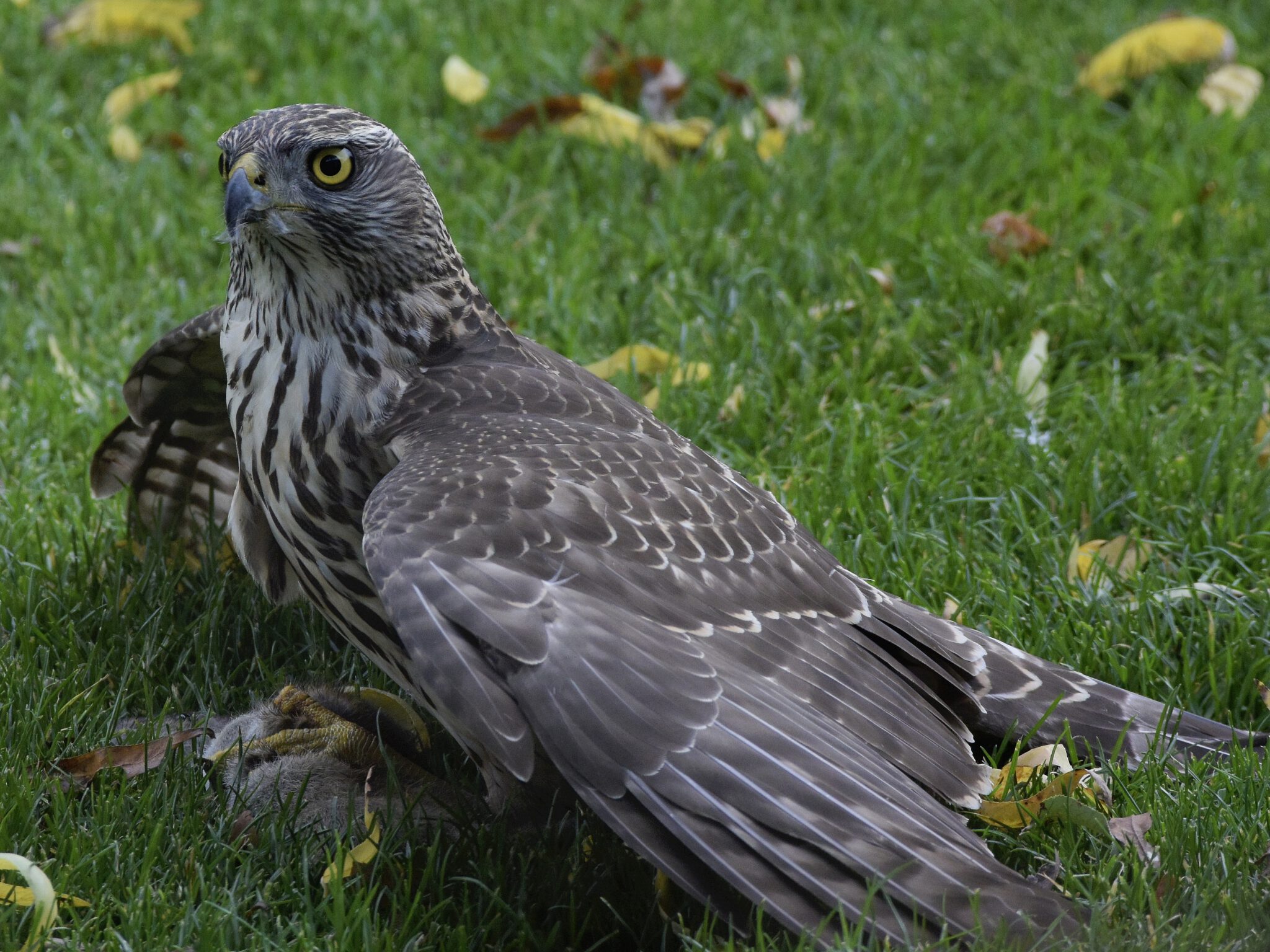 Habicht auf Rattenjagd im Garten OAG Kreis Unna