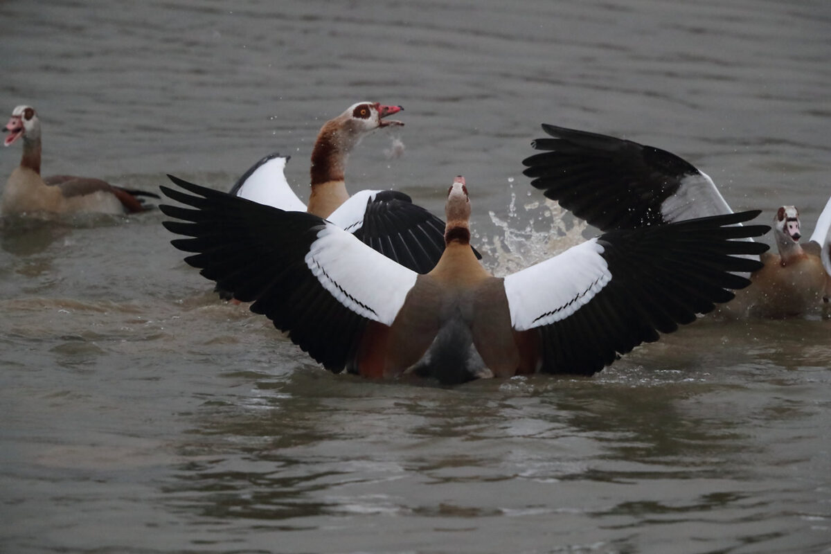 raufende Nilgänse