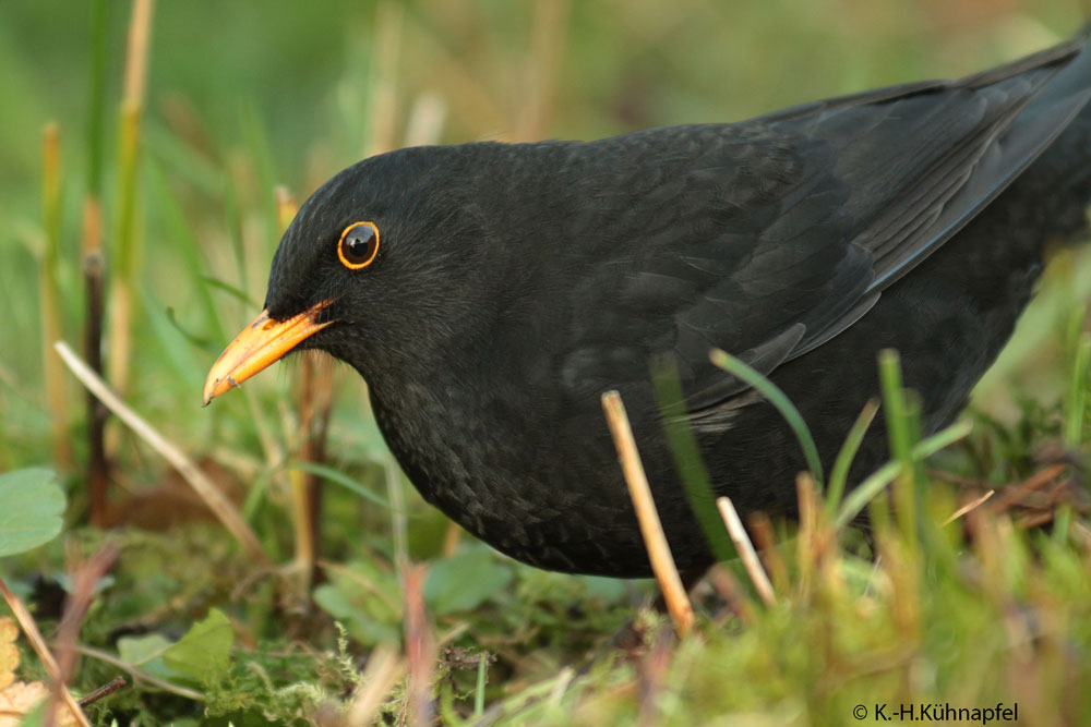 Amsel