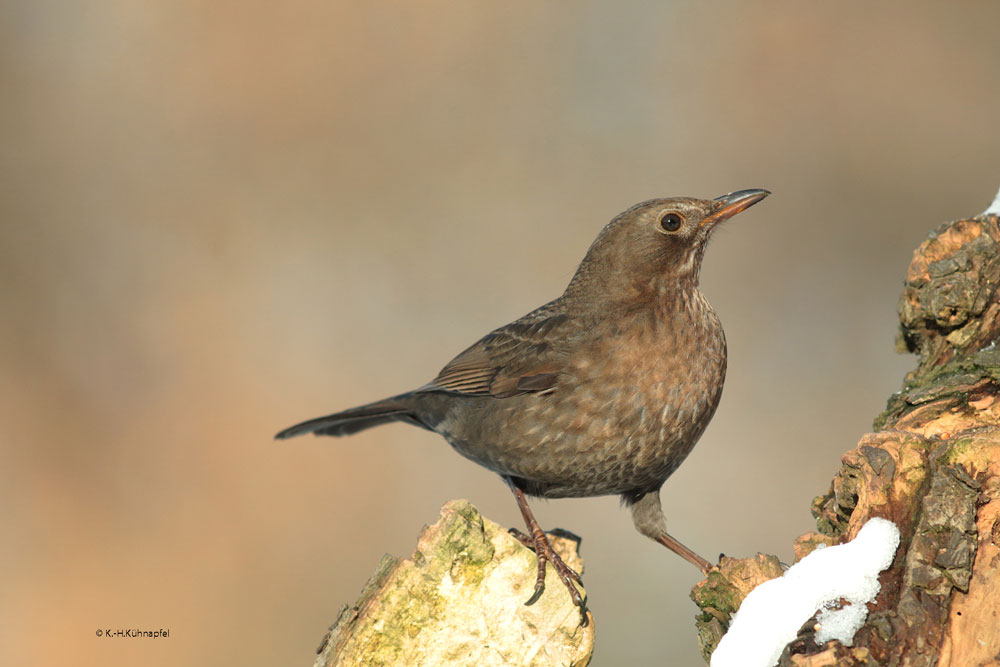 Amsel