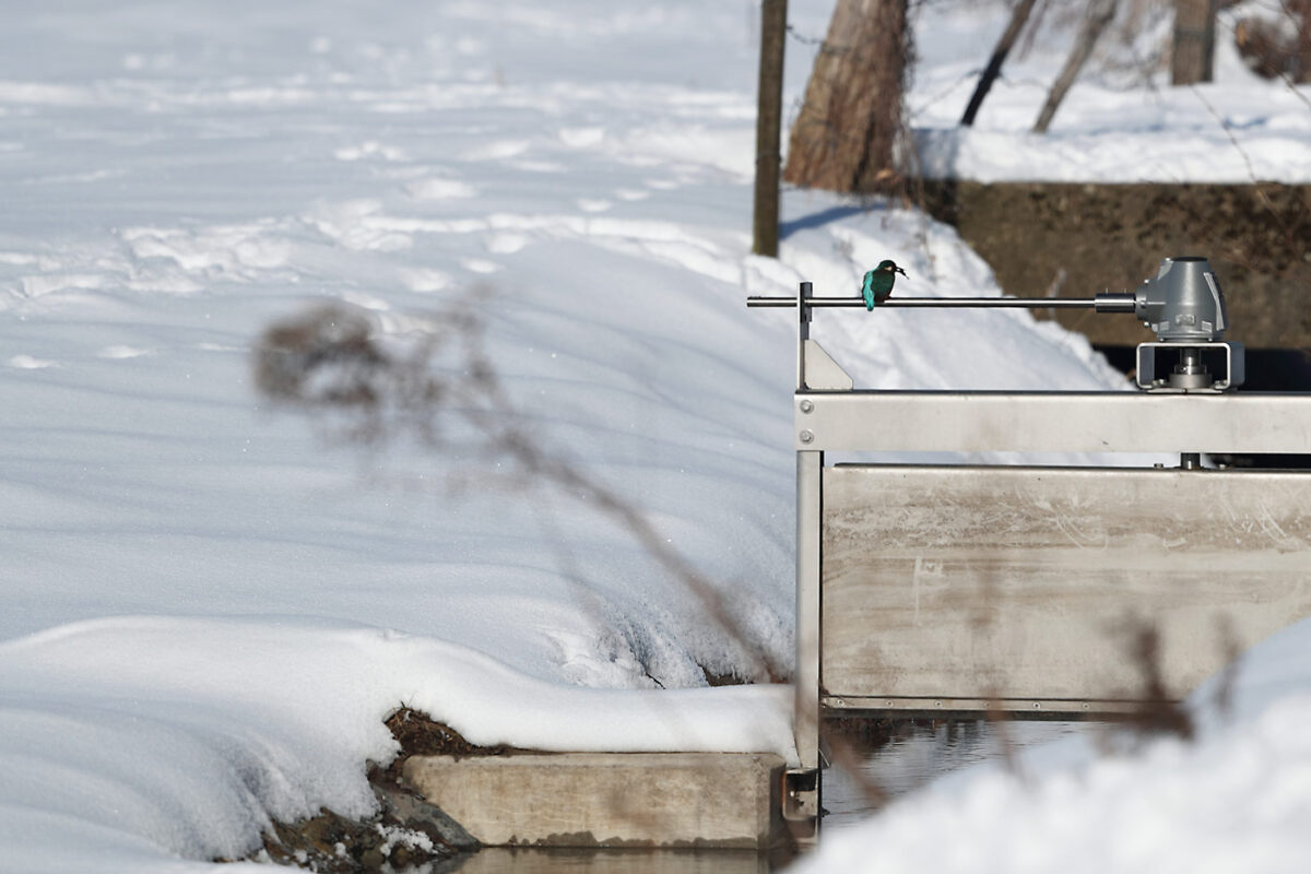 Eisvogel