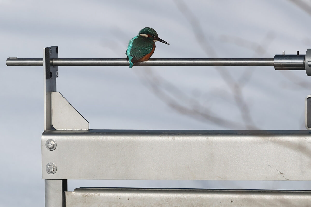 Eisvogel auf Wehranlage