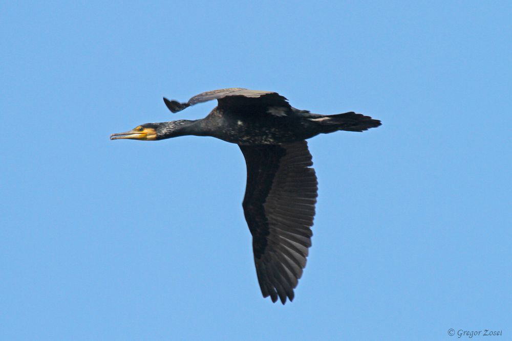 Kormoran