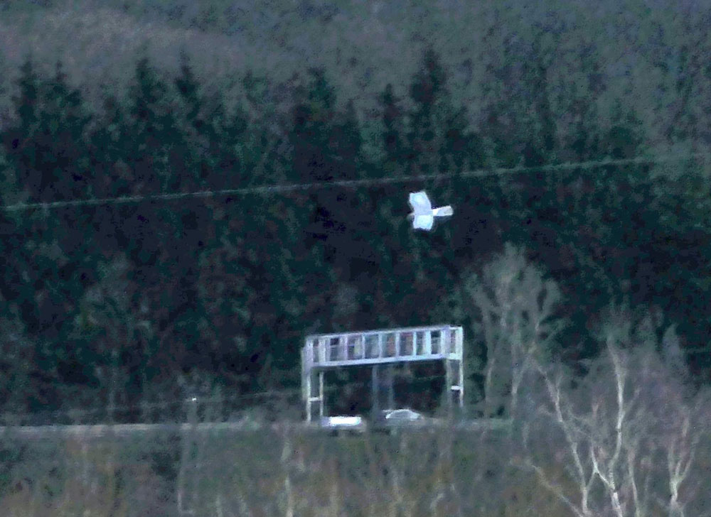 Kornweihe