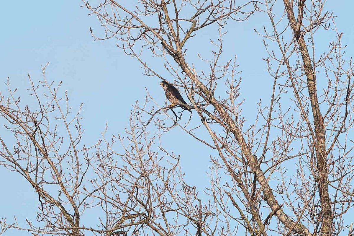 Wanderfalke in Pappel
