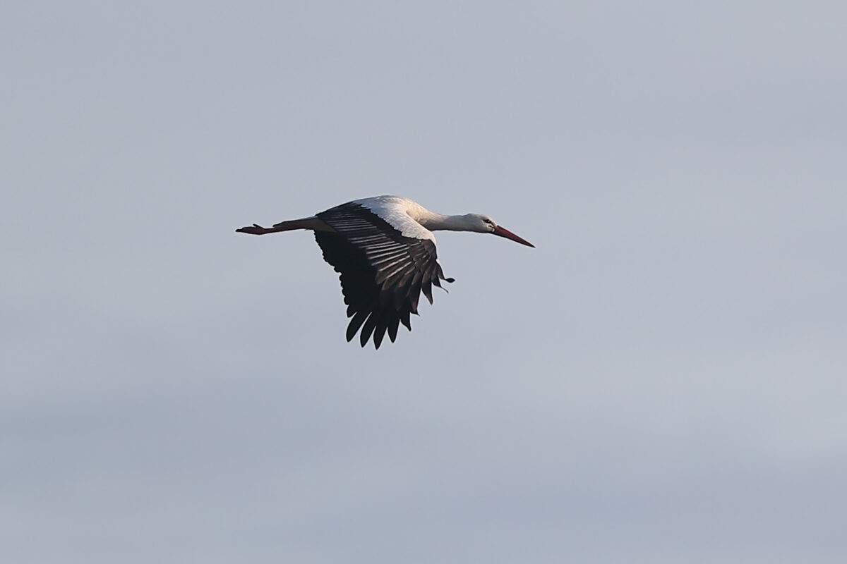 Weißstorch im flug