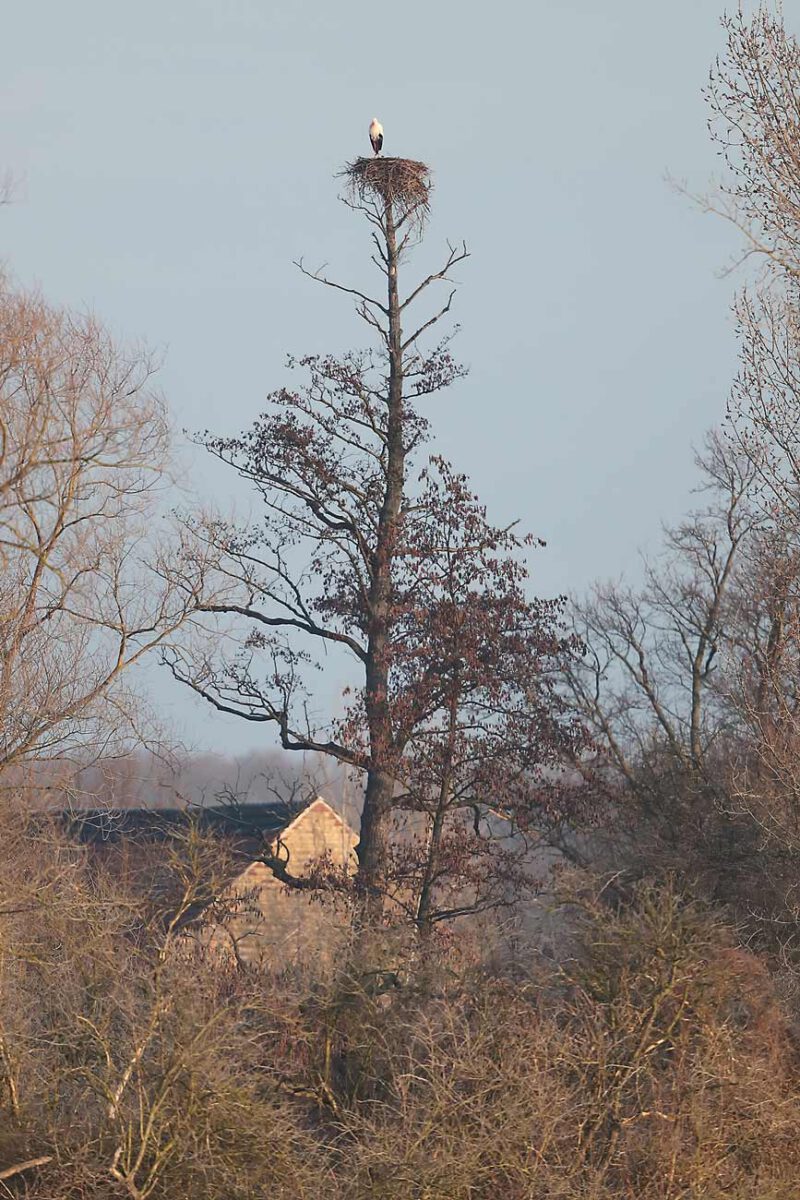 Weißstorch Hemmerder Wiesen