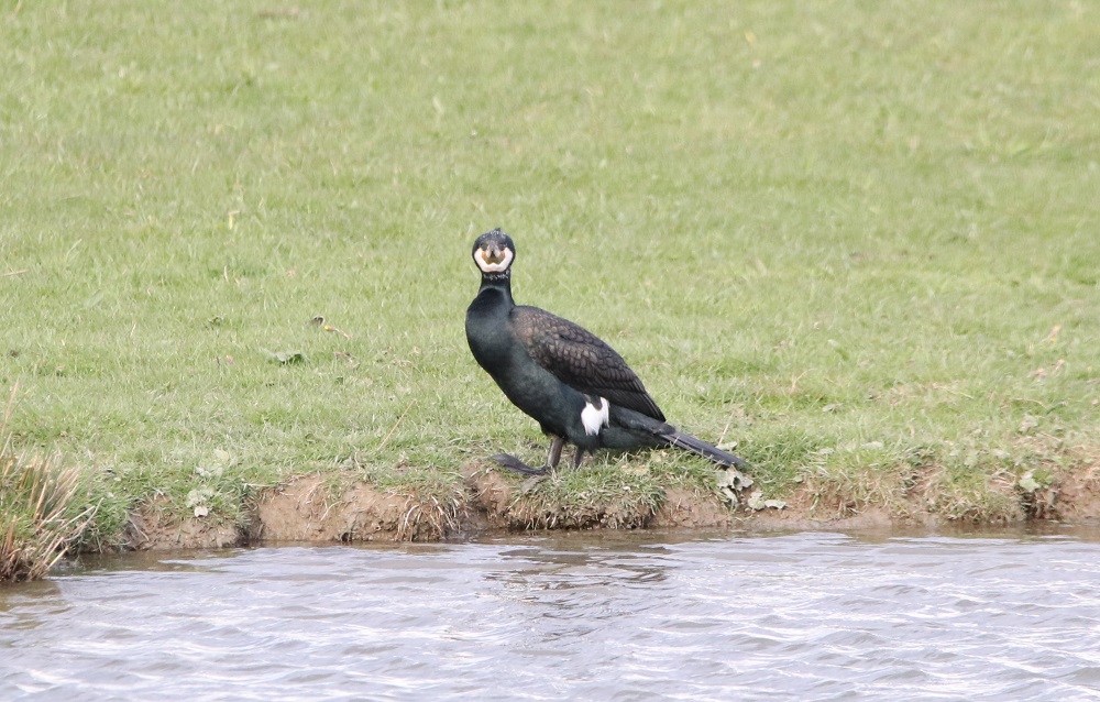 Kormoran