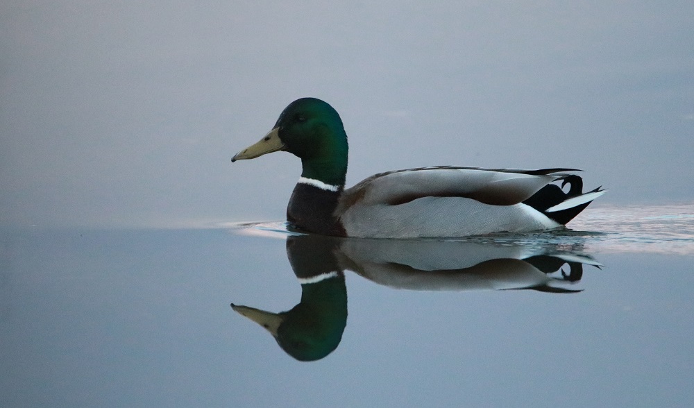 Stockente