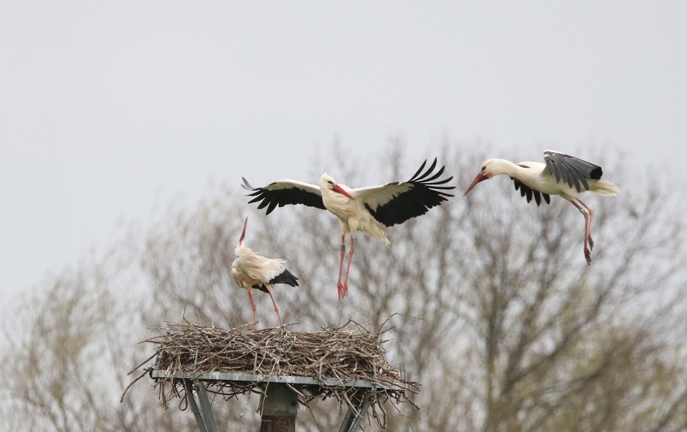 Weißstorch
