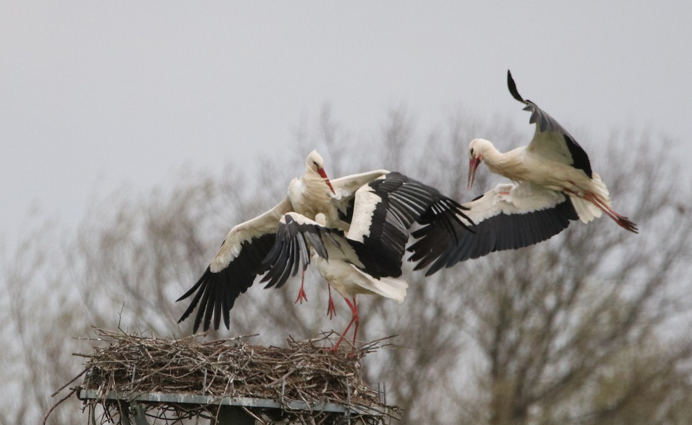 Weißstorch