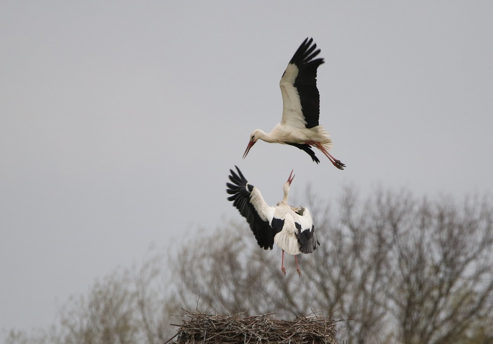 Weißstorch
