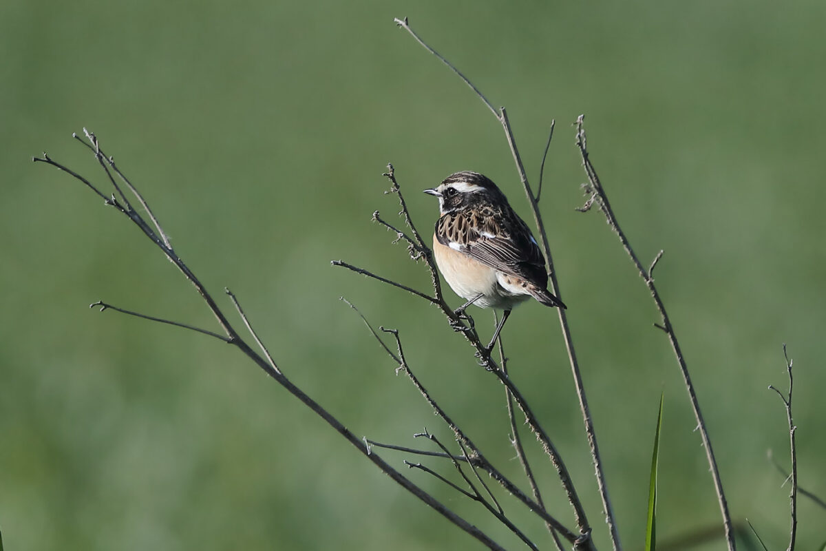 Braunkehlchen