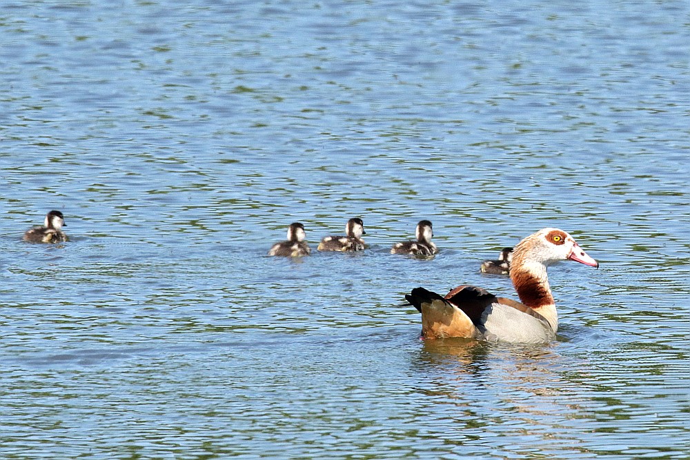 Nilgans-Familie im RRB-Bramey, 30.05.21 Foto: Hartmut Peitsch