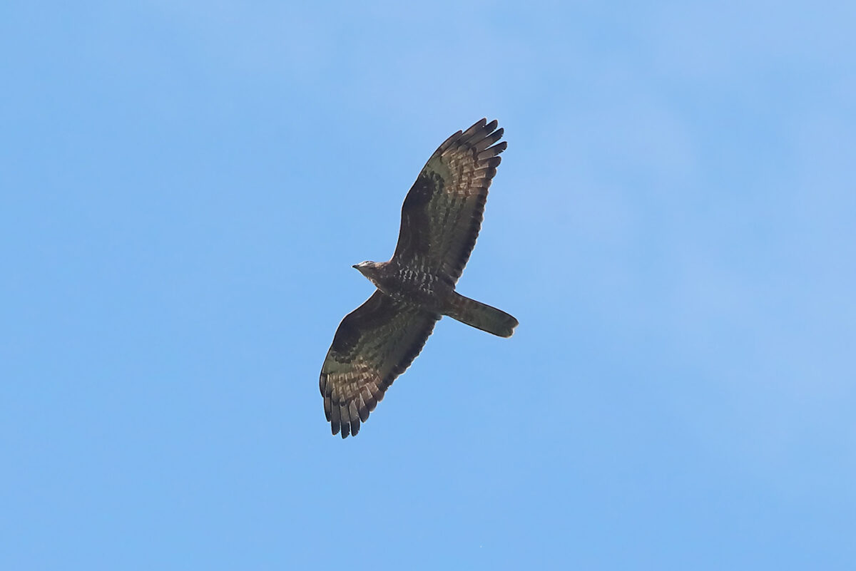 ziehender Wespenbussard