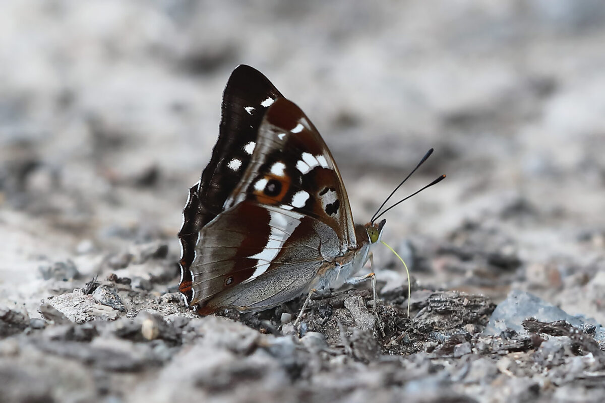 Großer Schillerfalter