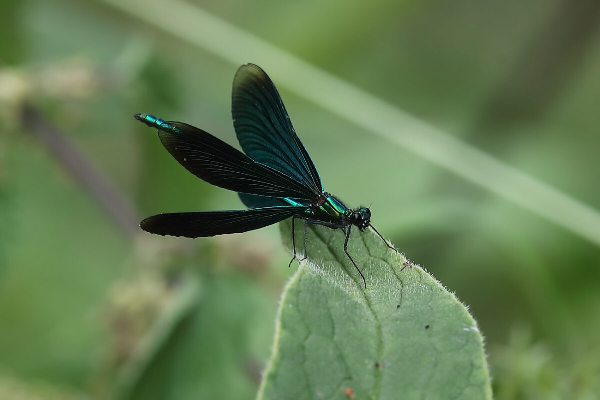 Männchen der Blauflügel-Prachtlibelle