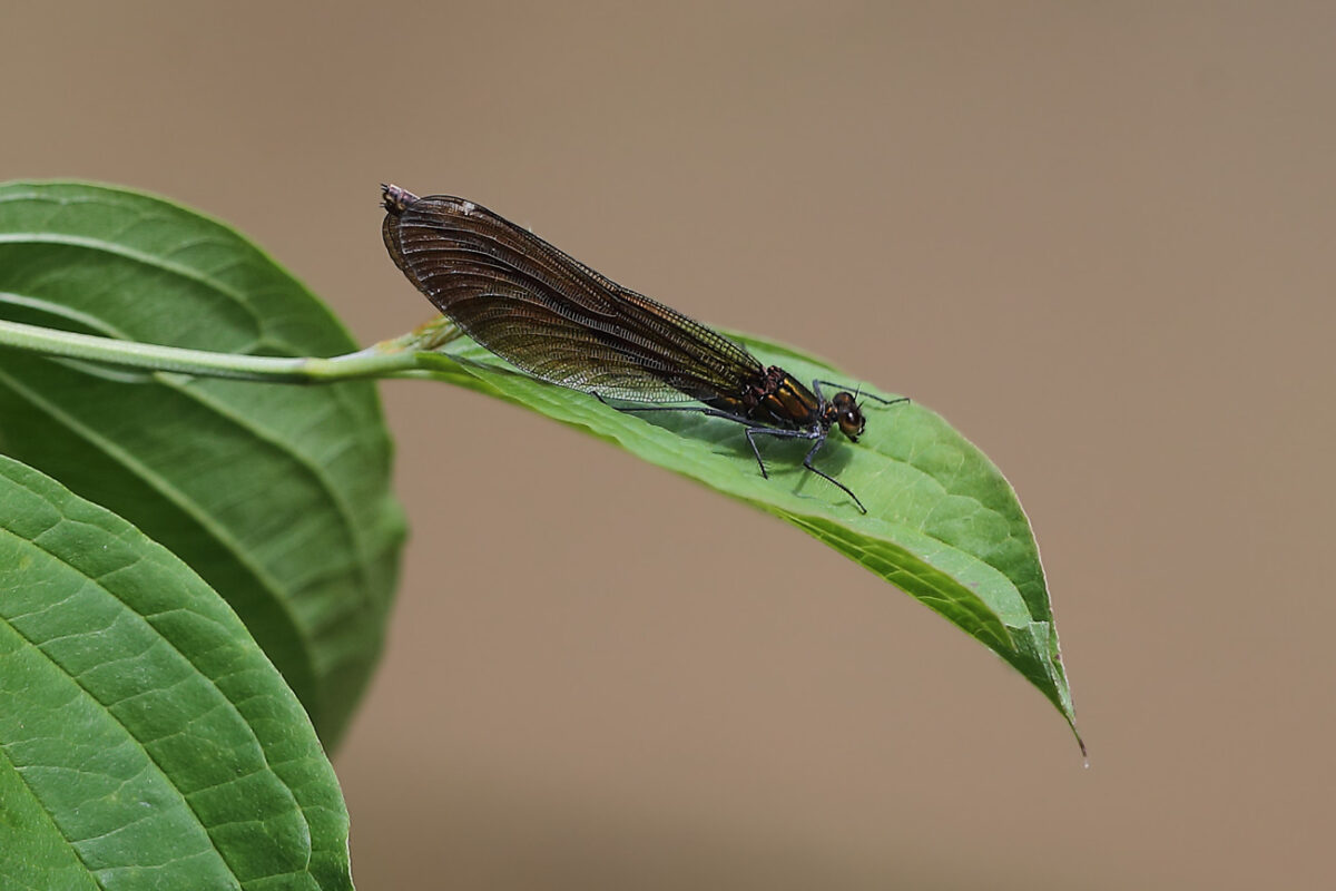 Weibchen der Blauflügel-Prachtlibelle