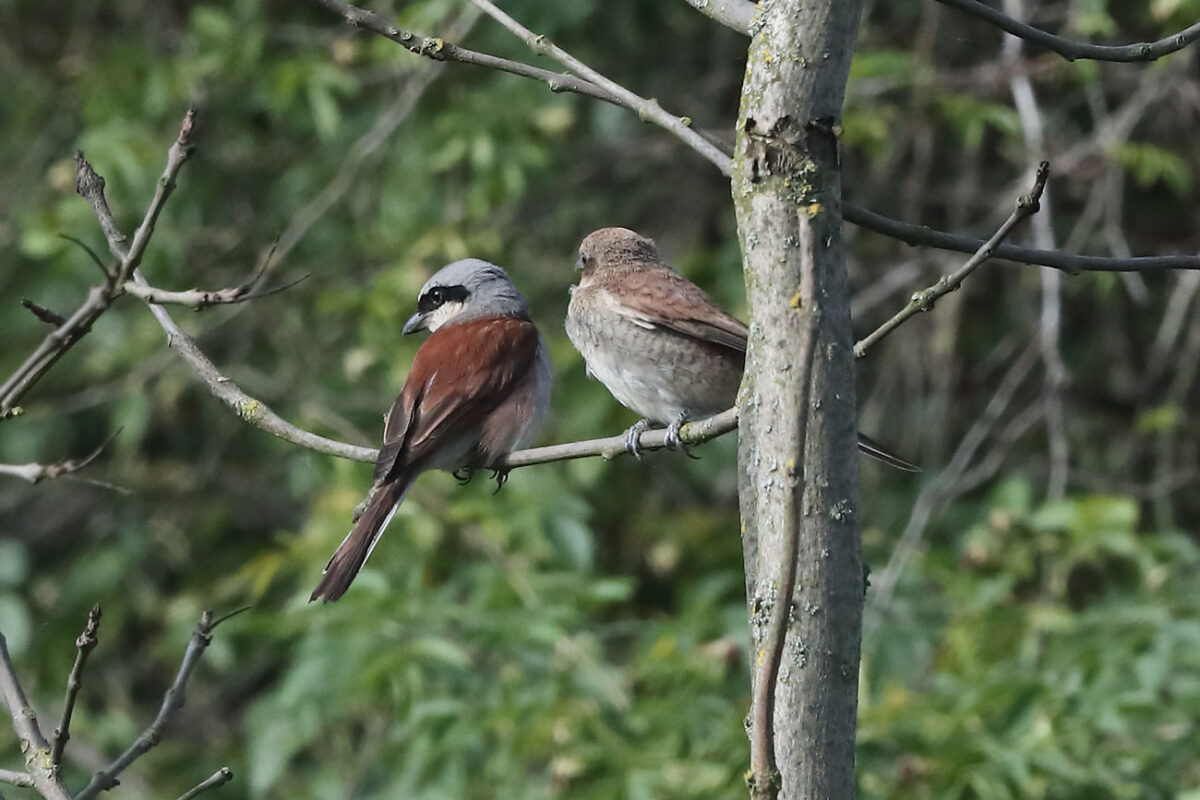 Neuntöter (Männchen mit Jungvogel) im NSG Hemmerder Wiesen