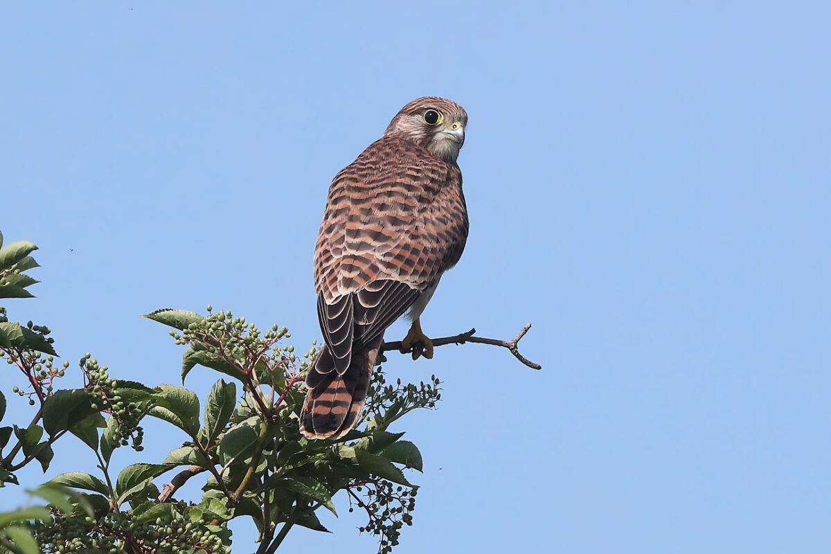 diesjähriger Turmfalke in den hemmerder Wiesen