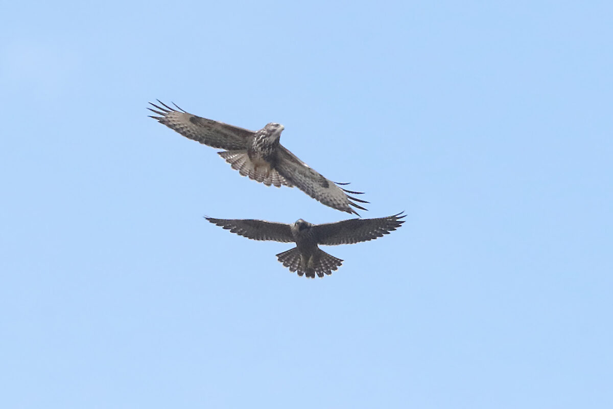 Wanderfalke und Mäusebussard raufen sich