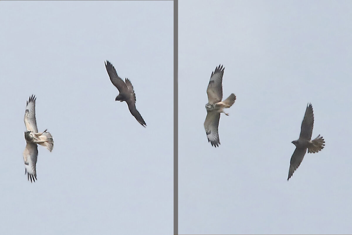 Wanderfalke u. Mäusebussard mit Scheinangriffen