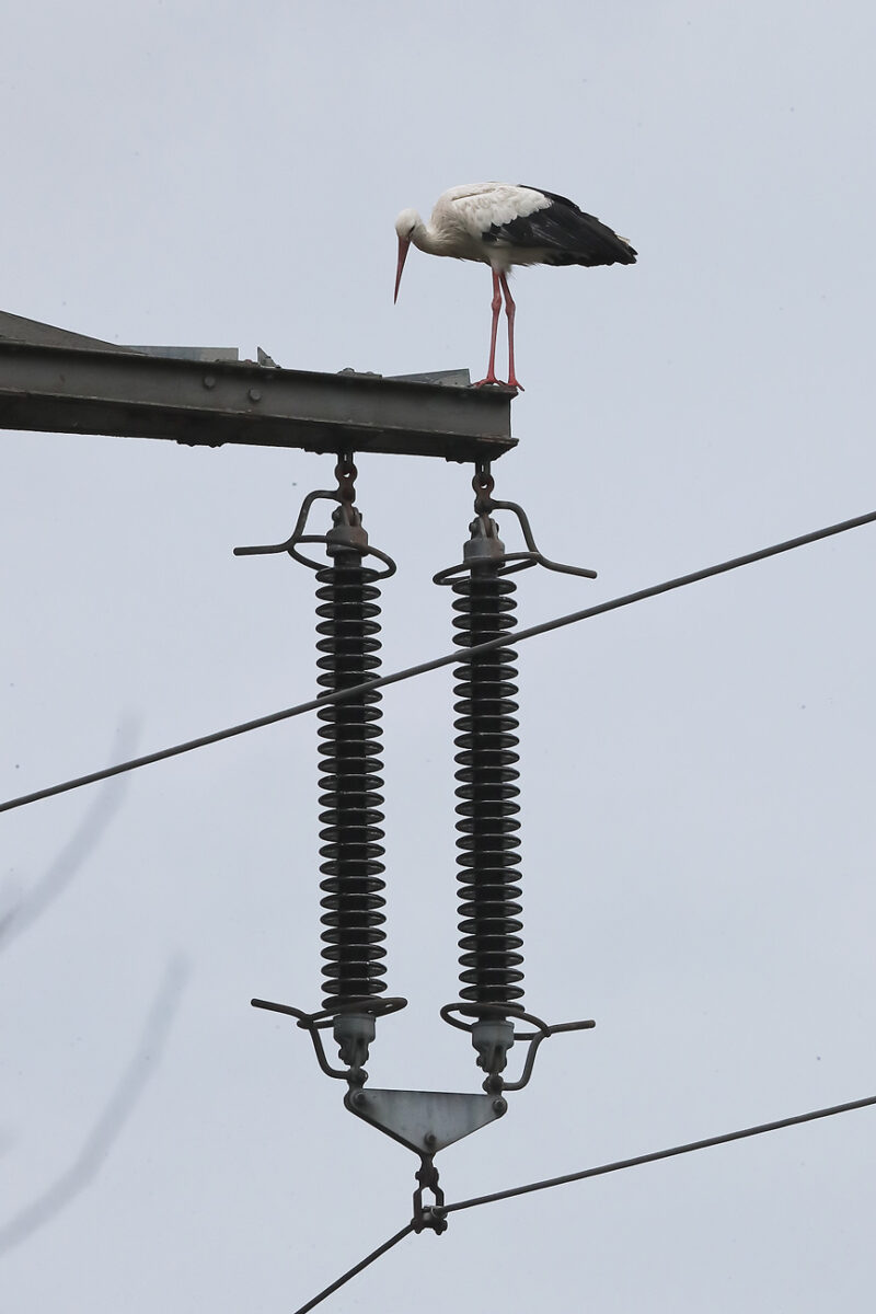 Weißstorch auf Leitungsmast