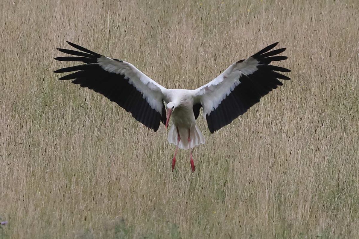 Weißstorch im landeanflug