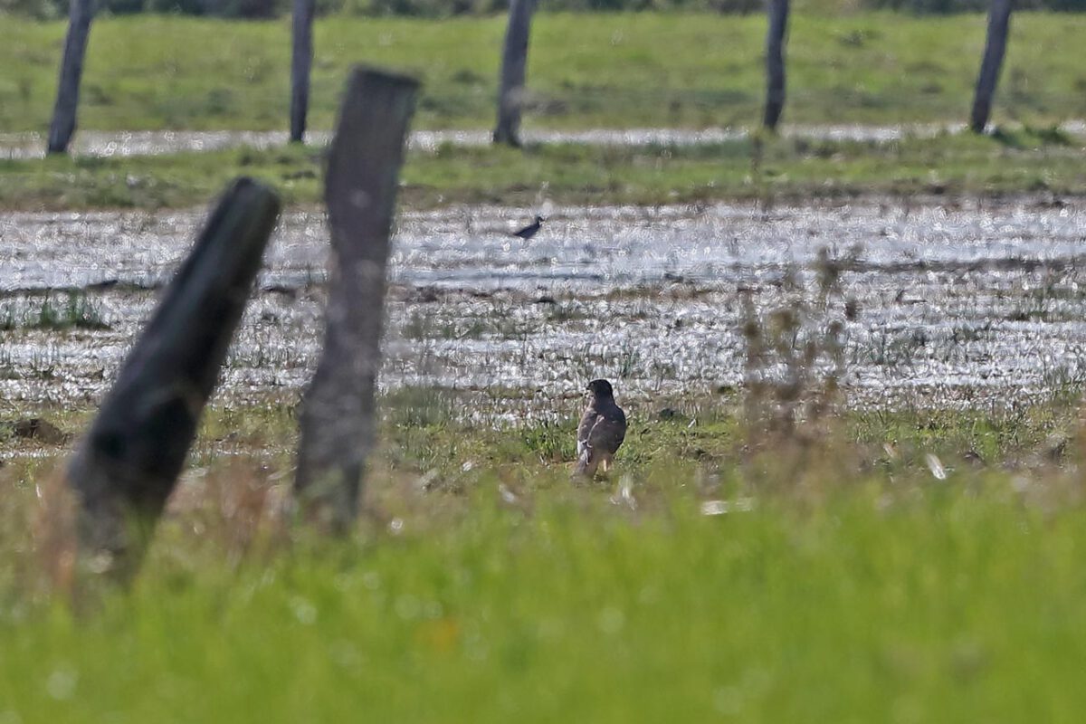 Habicht (Jungvogel) in den Hemmerder Wiesen