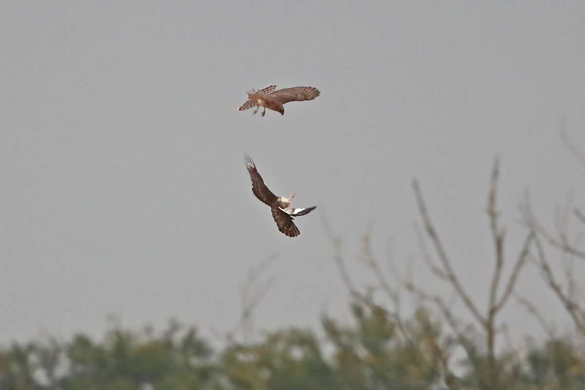 Habicht (diesj. Weibchen) rangelt mit Mäusebussard in der Luft.