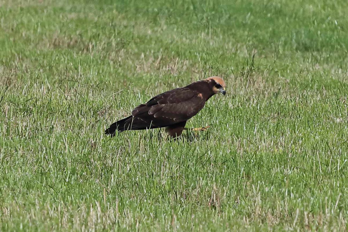 Rohrweihe (Jungvogel) bei der "Bodenjagd"