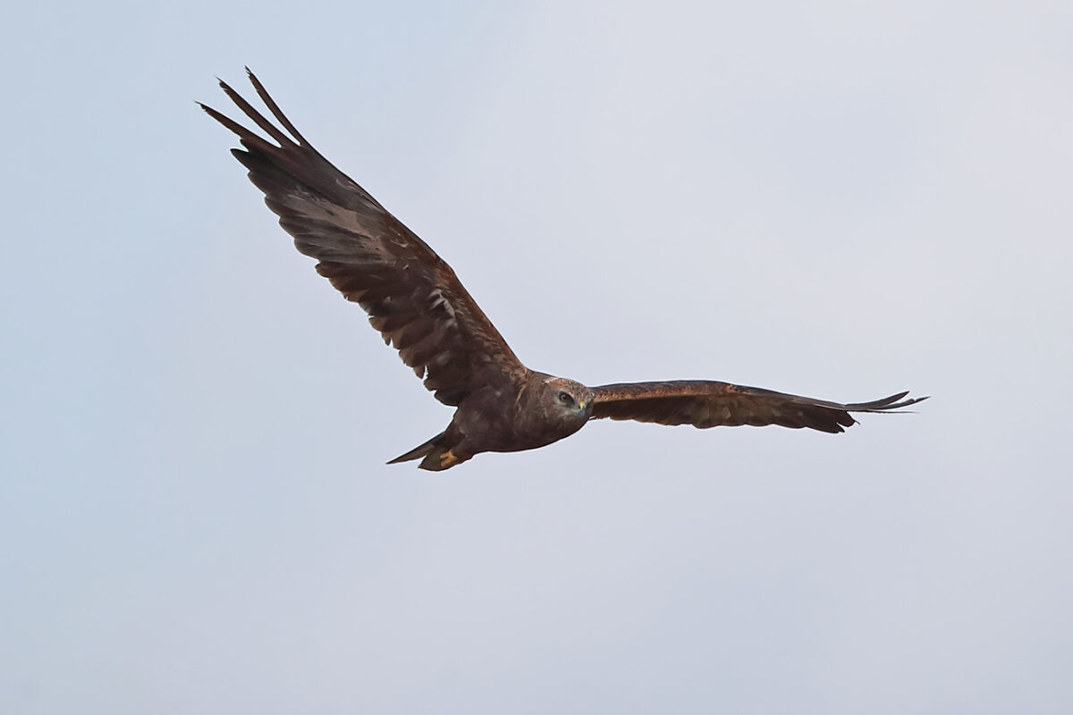 Rohrweihe (Weibchen) im Flug