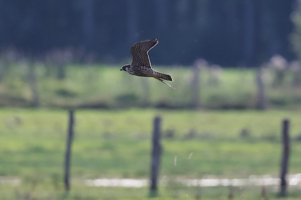 Wanderfalke in den Hemmerder Wiesen