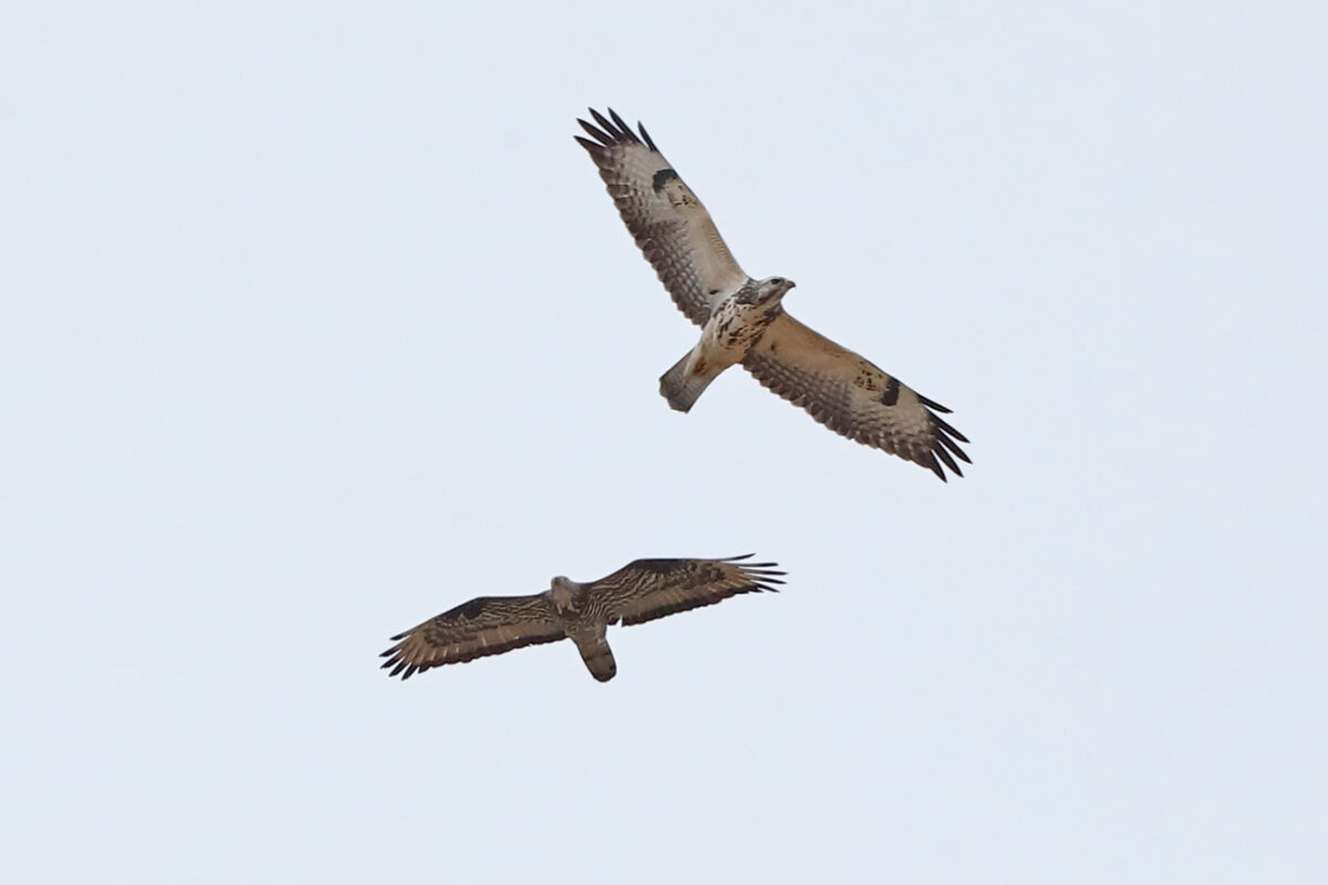 Flugbild Wespenbussard und Mäusebussard 