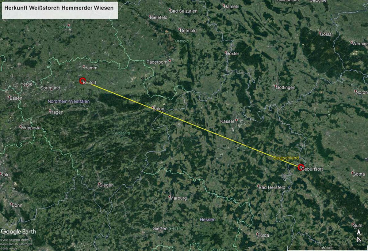 Karte mit Geburts- und Brutort des beringten Weißstorches vom Brutpaar in den Hemmerder Wiesen 2021