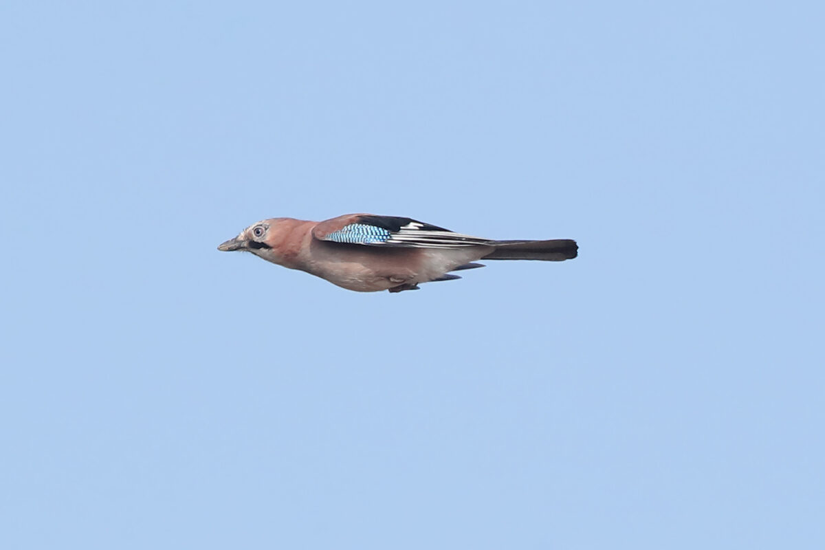 Eichelhäher im Flug