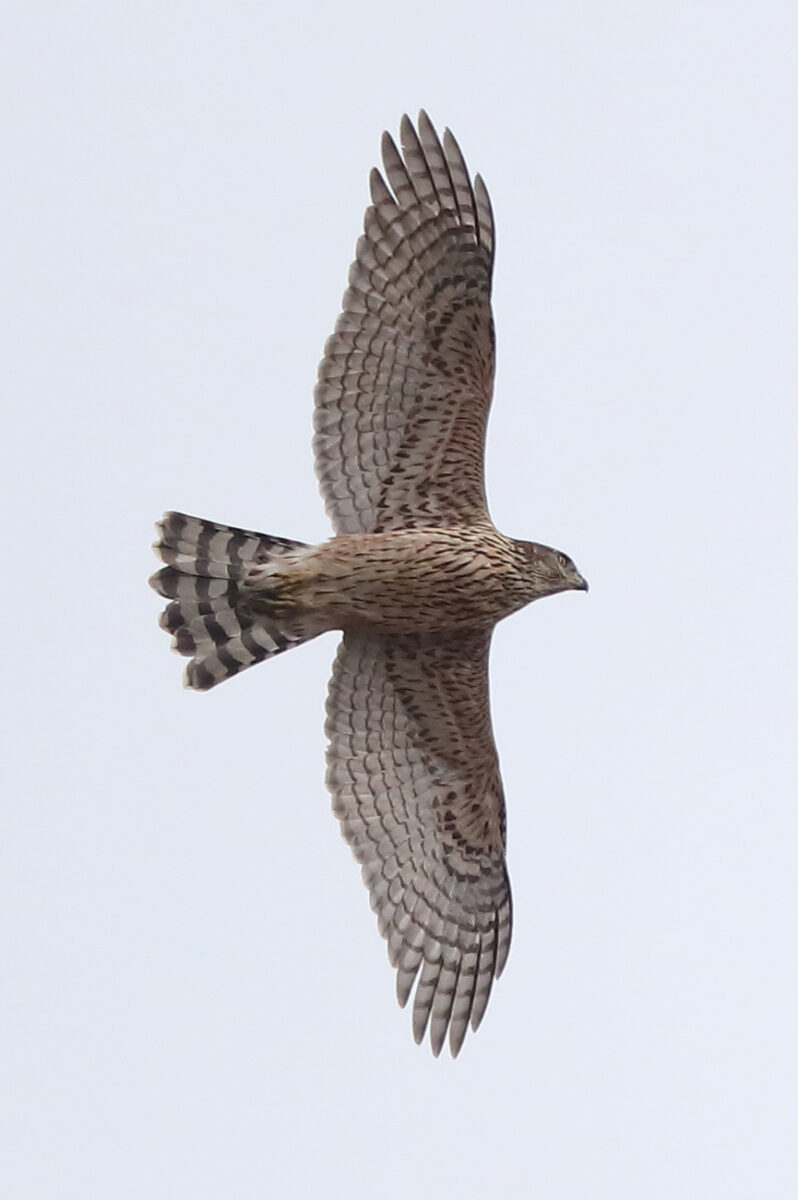 diesjähriger Habicht (Flugbild)